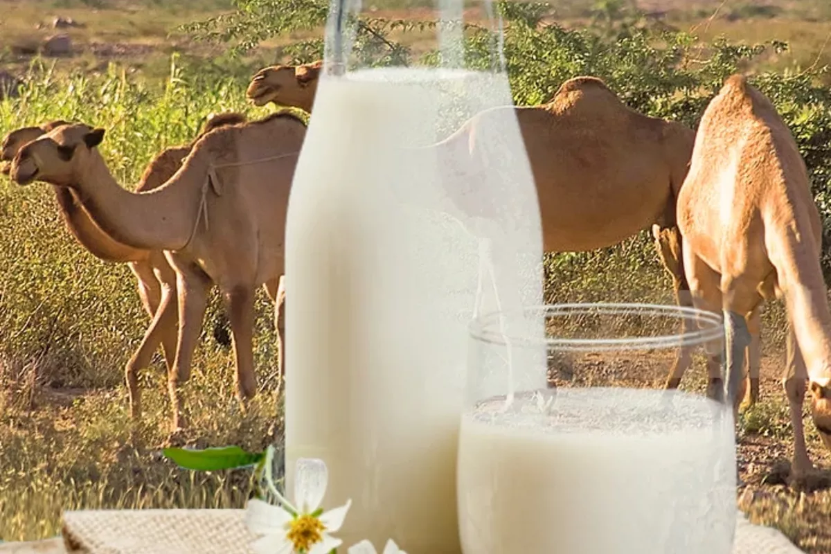 Kazakh Camel Milk Targets China and Middle Eastern Markets