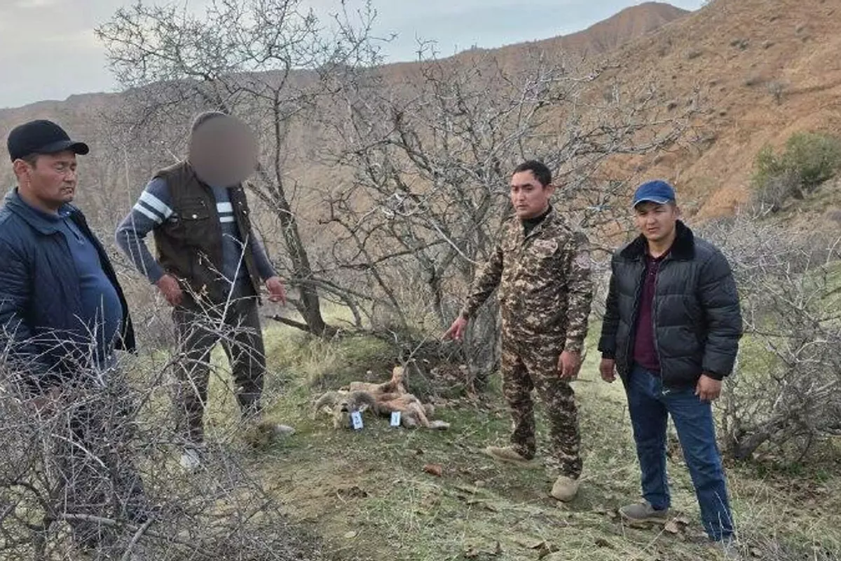 Uzbekistan Poacher Faces Massive Fine for Killing Protected Ram