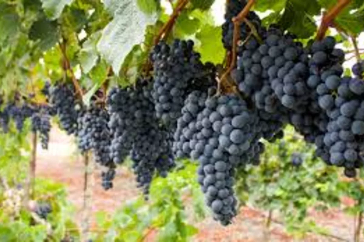 Surkhandarya Leads as Uzbekistan’s Grape Production Rises to 56,300 Tons