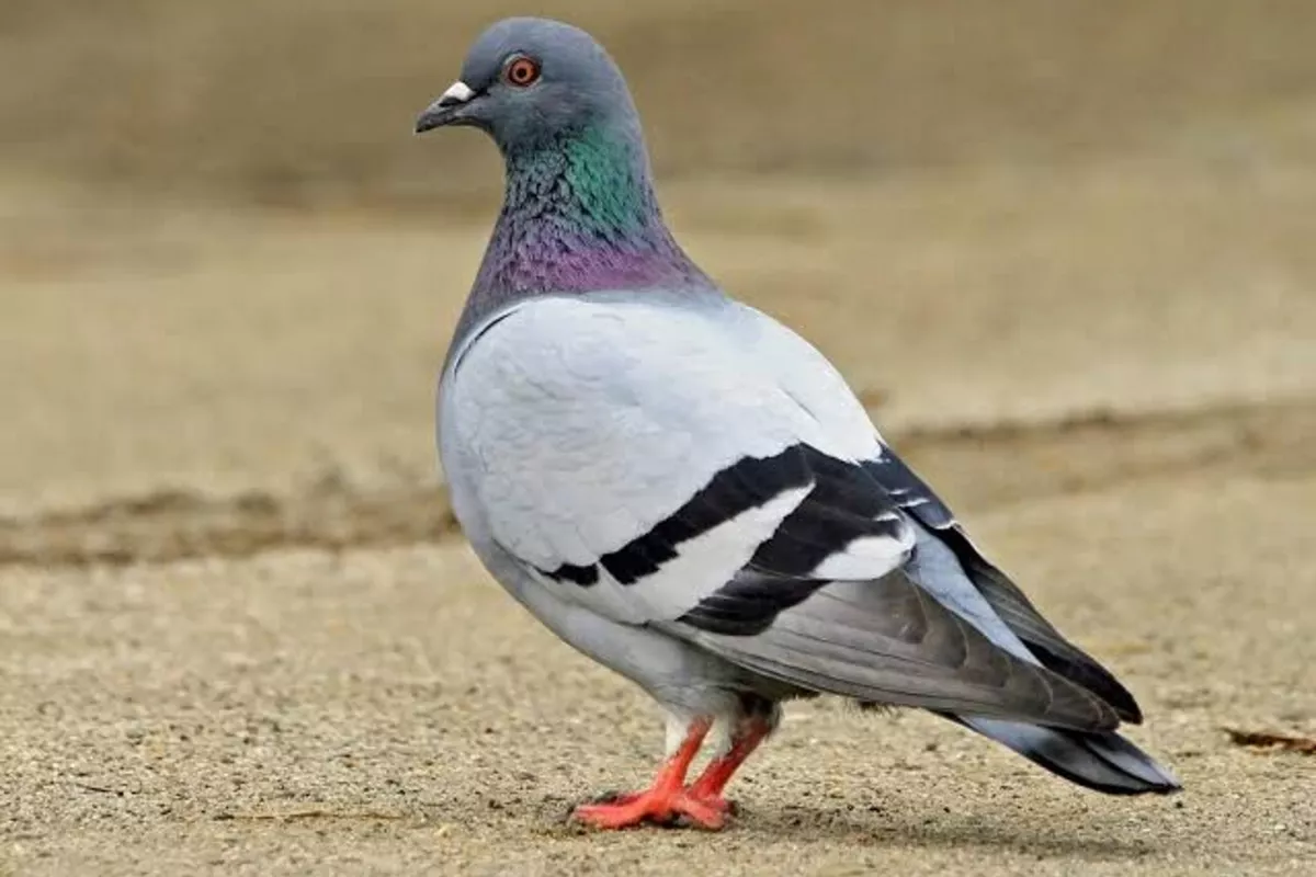 Ukrainian Customs Find Drug Tablets in Pigeon’s Tiny Backpack