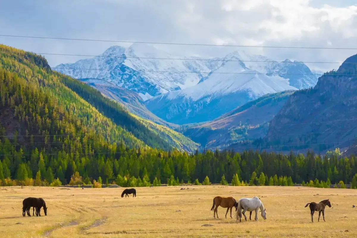 Kazakh PM Calls for Global Green Unity at Altai Environmental Forum
