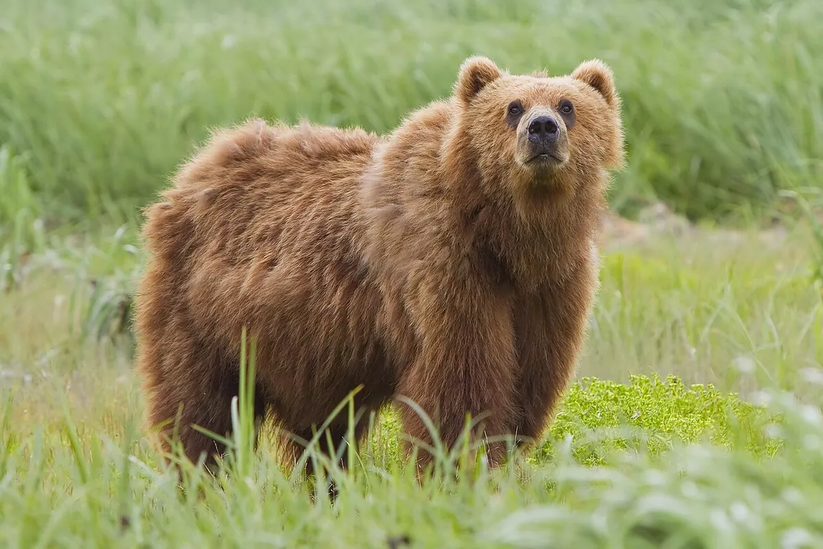 Bear Attacks Russian Tourist While Fishing in Tuva