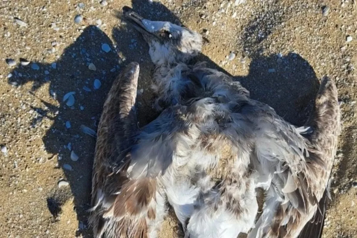Environmental Concern as Dozens of Dead Birds Wash Up on Shores of Kazakhstan's Mangistau