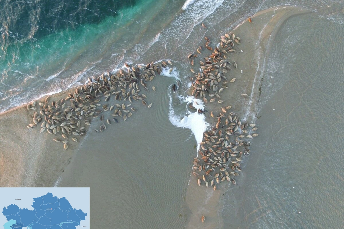 New Documentary Highlights Kazakhstan’s Efforts to Protect Caspian Seals