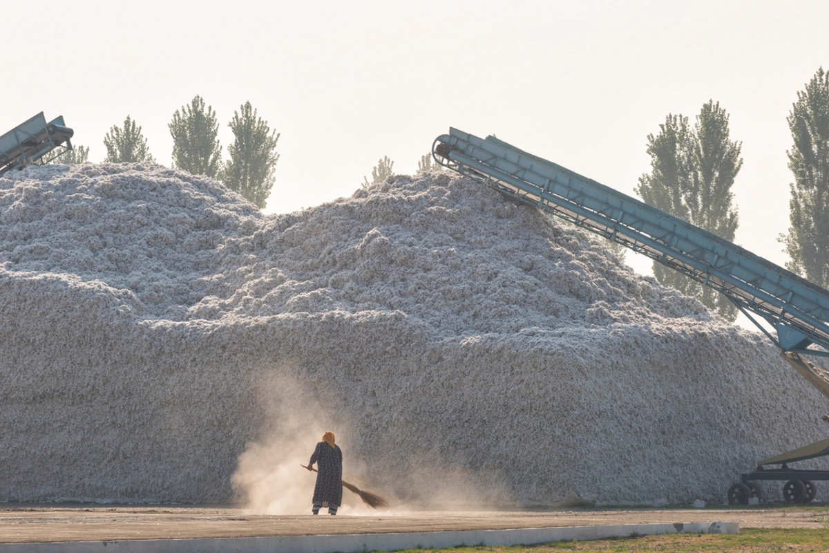 Uzbek Forum for Human Rights Reveals the Potential Backsliding of the Cotton Harvest Industry in Uzbekistan