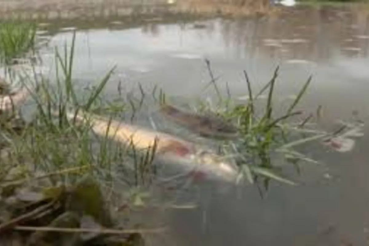Chemical Spill Triggers Mass Fish Death in Kazakhstan