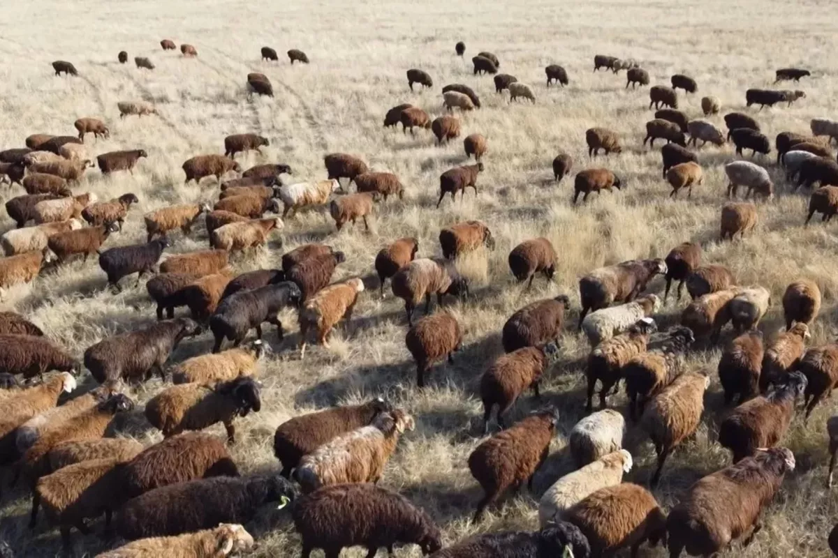 Kazakhstan Eyes Livestock Exports to 42 Countries