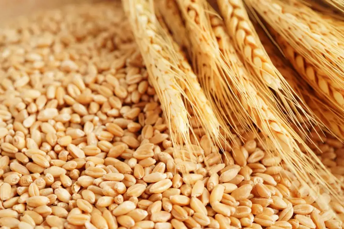 Kazakhstan to Ban Wheat Imports for Six Months to Support Local Farmers