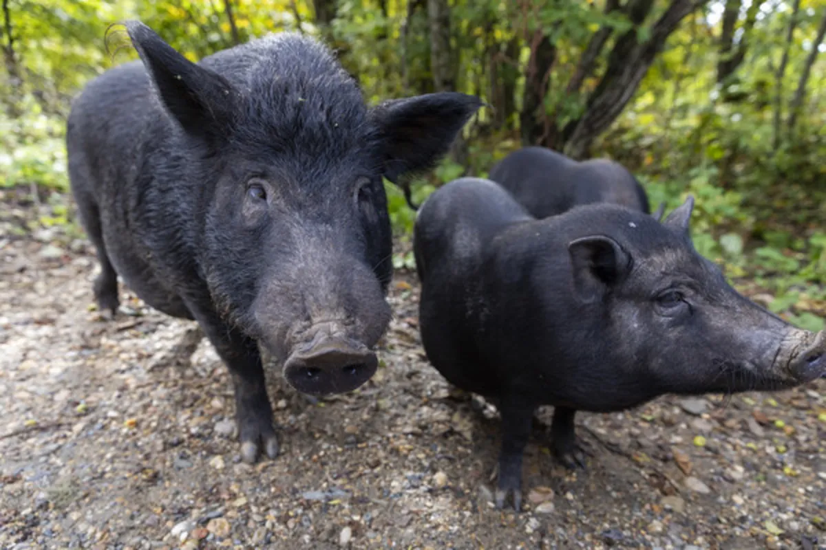 Russia's Moscow Region Issues Warning as Wild Boars Become More Aggressive