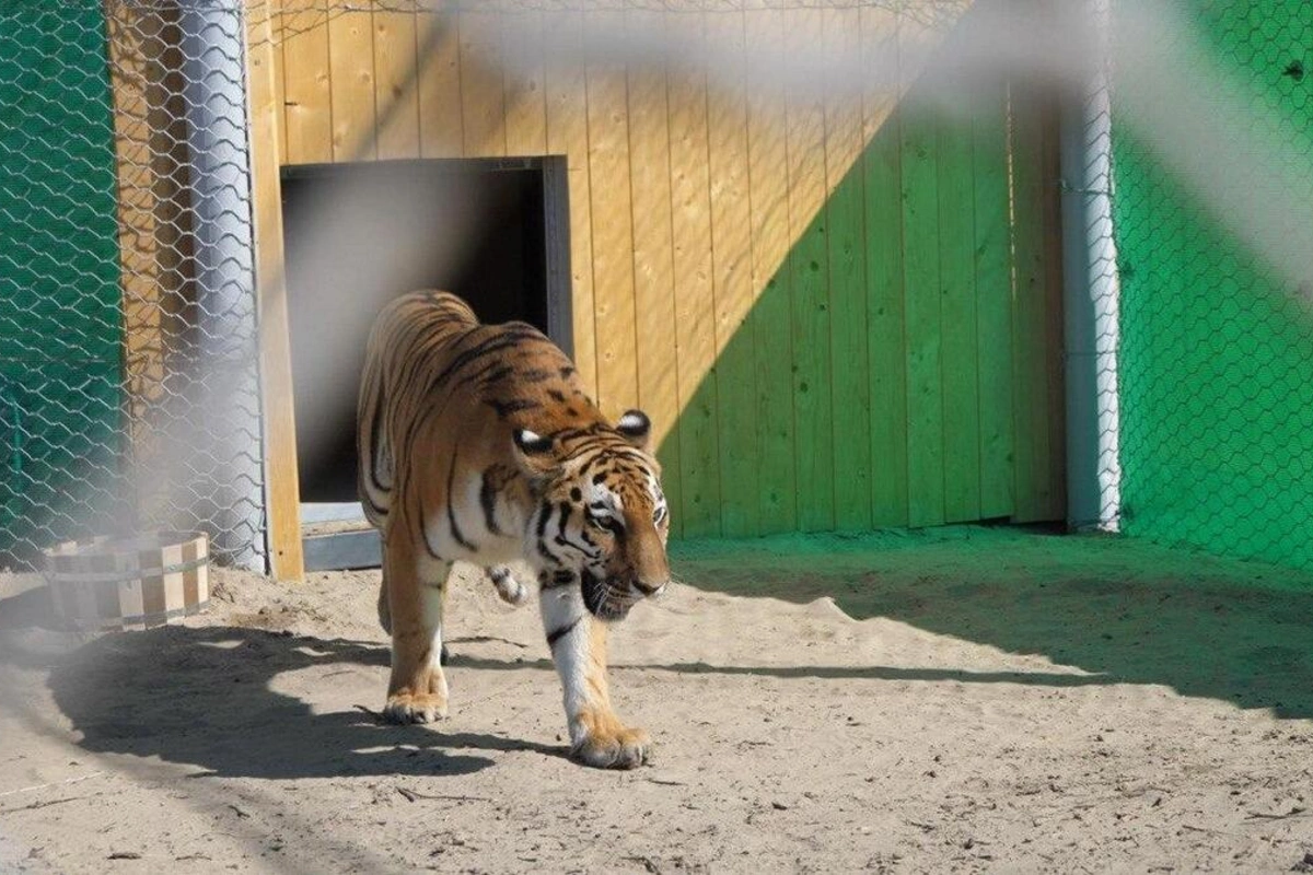 Kazakhstan Launches Program to Reintroduce Tigers to Lost Habitat