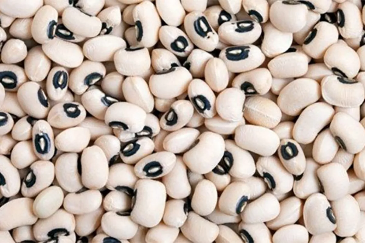 Uzbekistan Grows Its Global Footprint with Surge in Bean Exports
