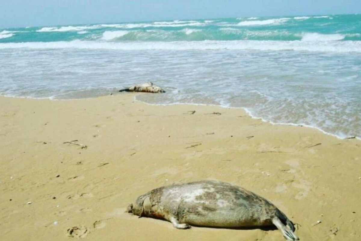 Kazakhstan Reports Mass Seal Deaths in the Caspian Sea