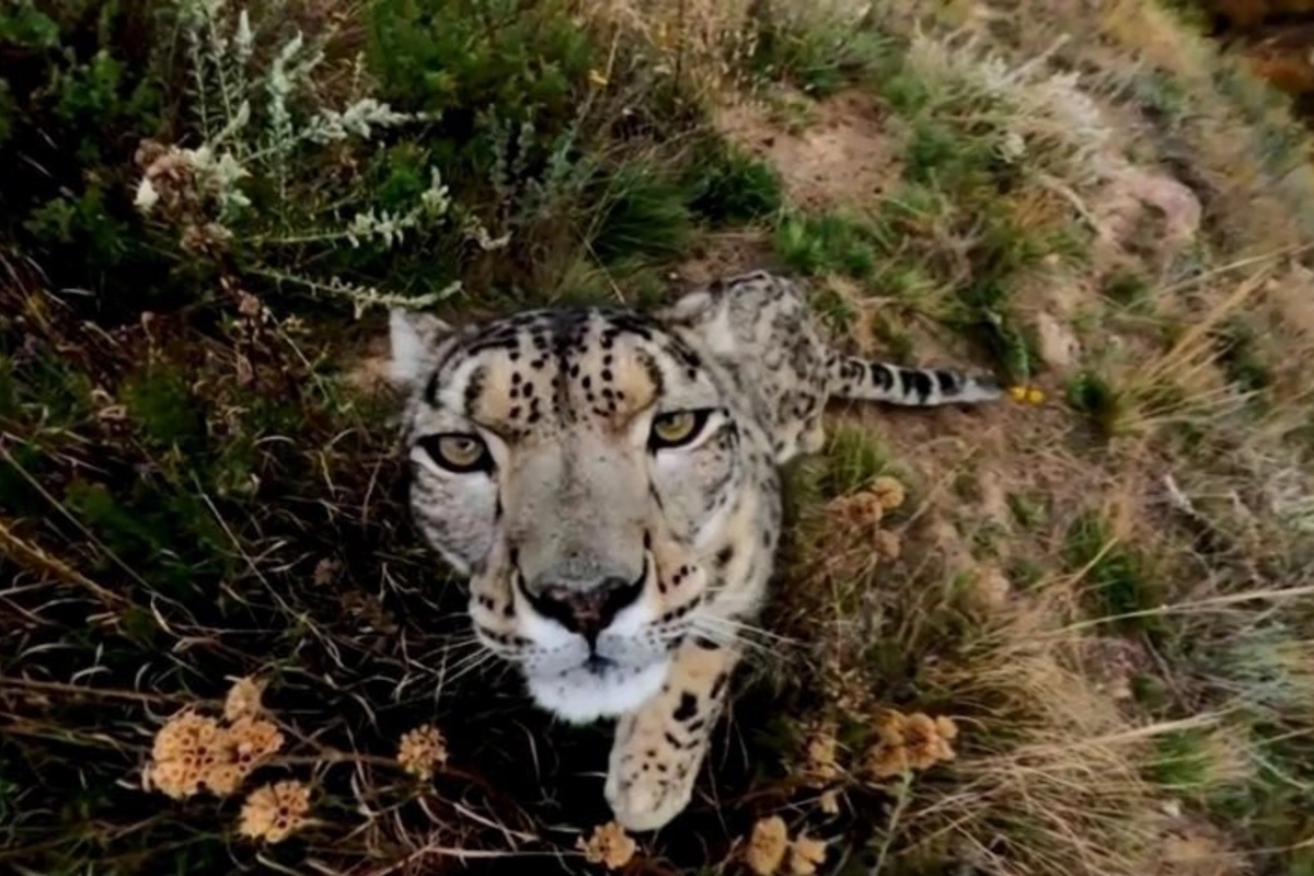 The Mysterious Leopards of the Caspian Region