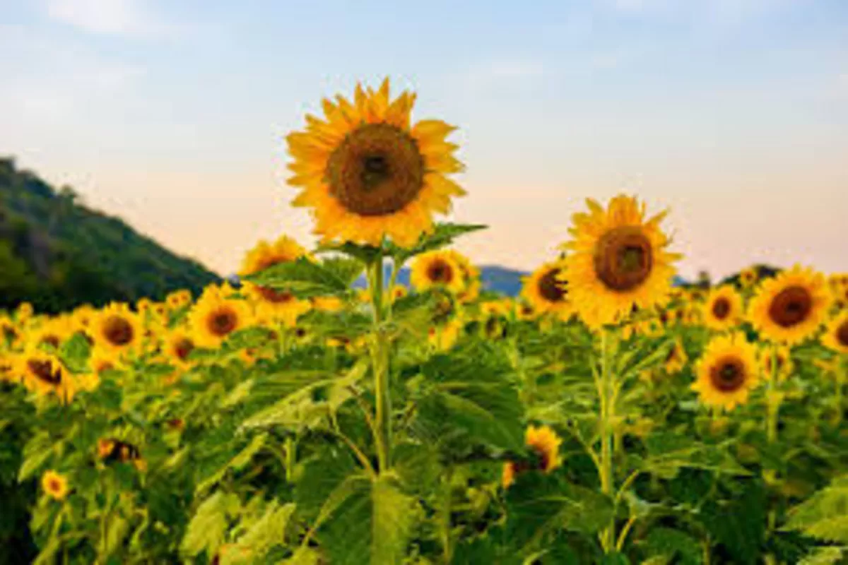 Russia’s Bashkortostan Makes First Ever Sunflower Meal Shipment to Turkmenistan