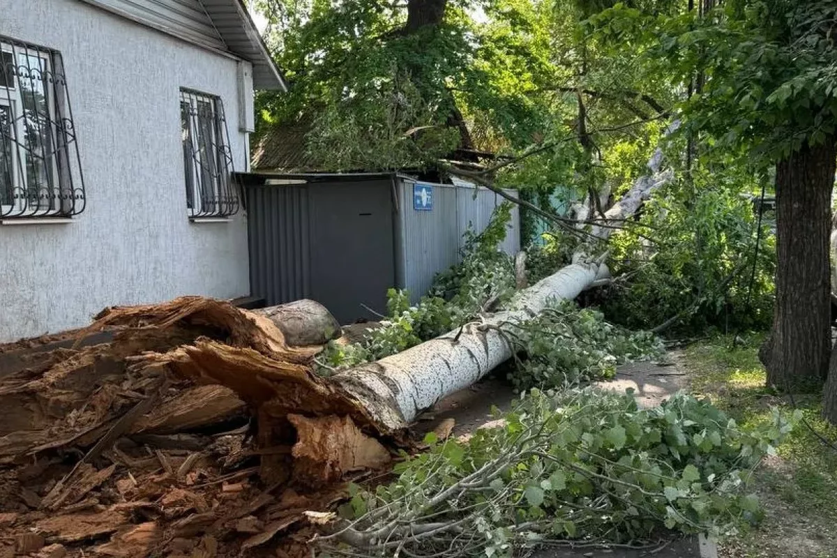 Falling Tree in Kazakhstan Misses People, Scratches Cars - VIDEO
