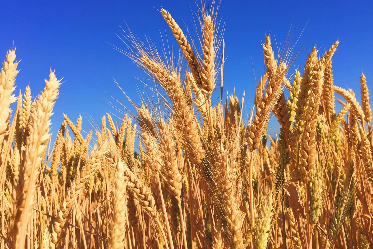 Russia Set to Flood Kazakhstan with Wheat: Imports to Triple