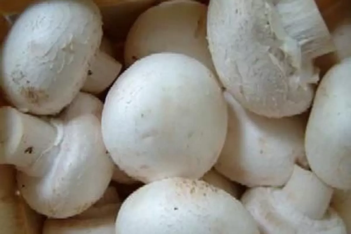 Turkmen-Grown Mushrooms Make Export Breakthrough