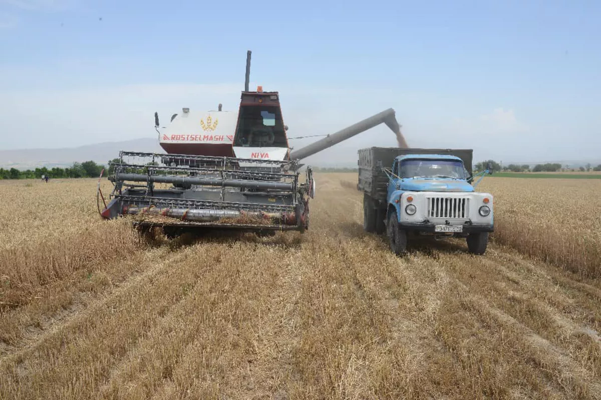 Tajikistan’s Wheat Yield Hits Over 550,000 Tons