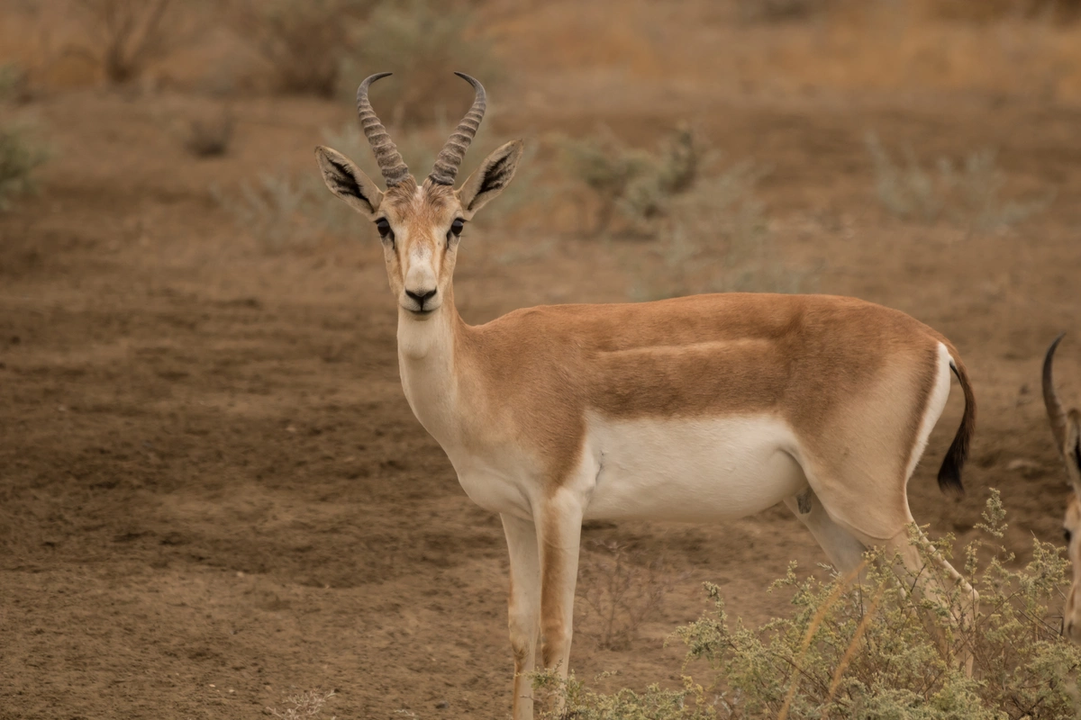 Kyrgyzstan Launches Initiative to Restore Goitered Gazelle Population