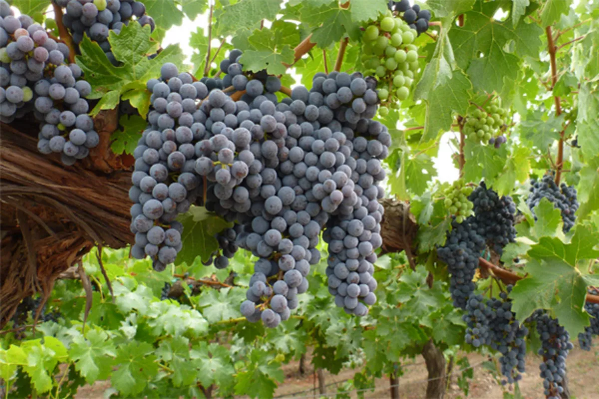 Uzbekistan’s Vineyards Bear Fruit with 7.8% Production Rise