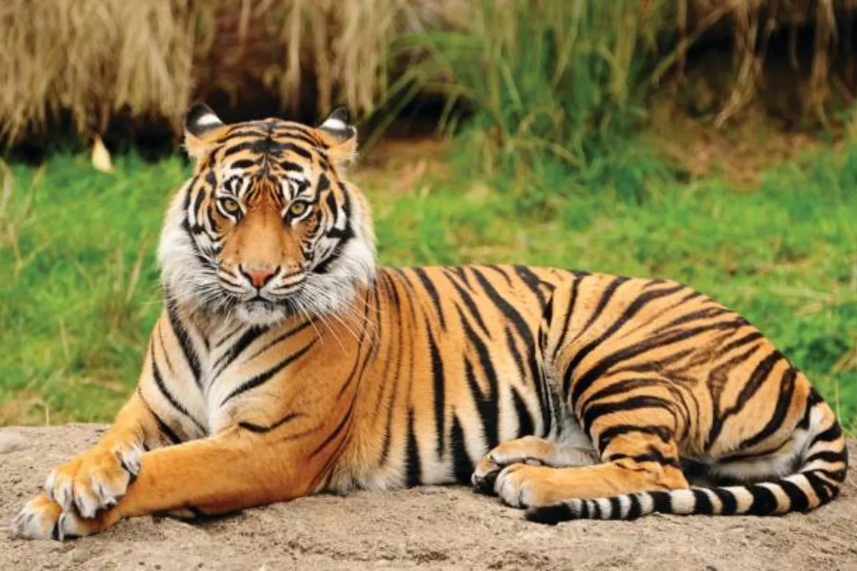 Kazakhstan to Launch Tiger Alert System for Residents