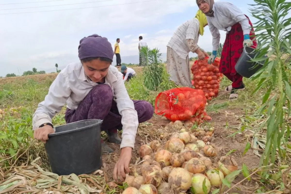 Tajikistan’s Onion Harvest Wilts Under Drought and Rising Costs