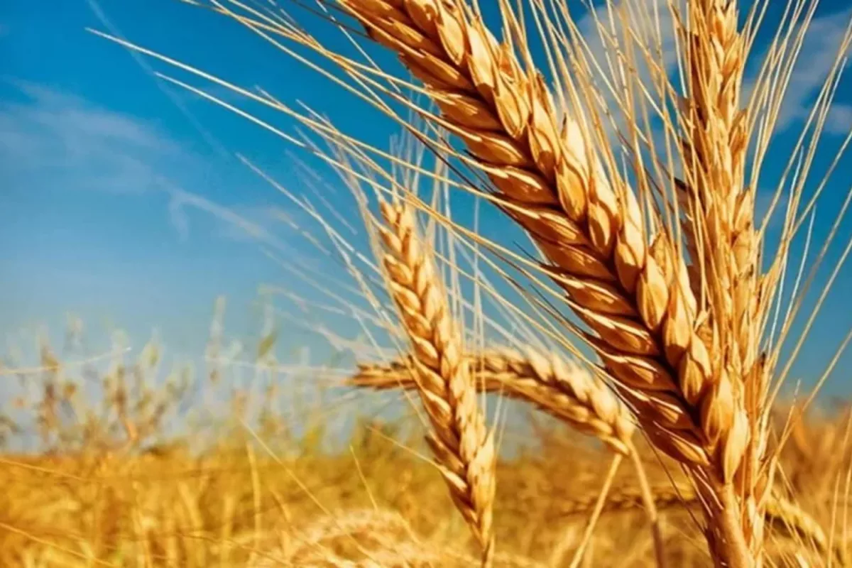 Kazakhstan Makes Strong Progress in Nationwide Harvest Campaign