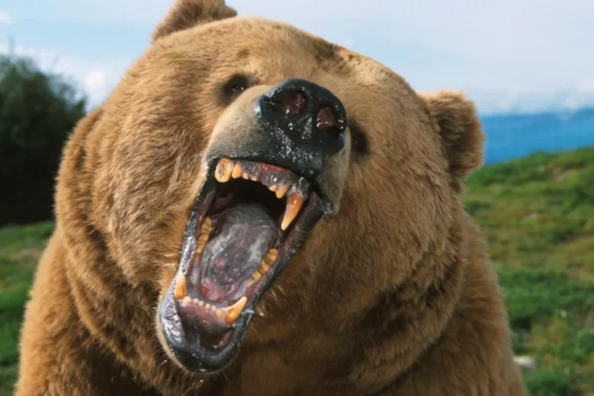 Bear Kills Woman in Her Own Yard in Russia’s Krasnoyarsk