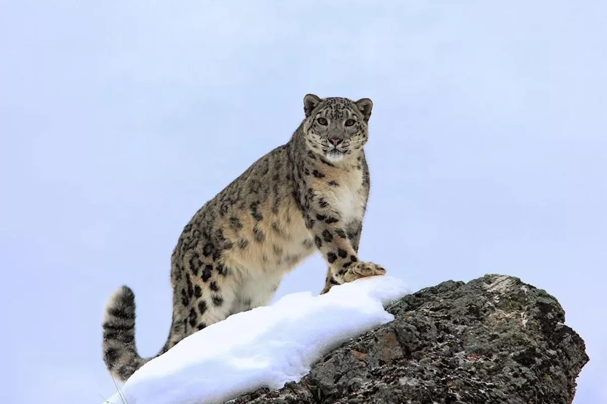 Kyrgyz President Highlights Global Significance of First International Snow Leopard Day