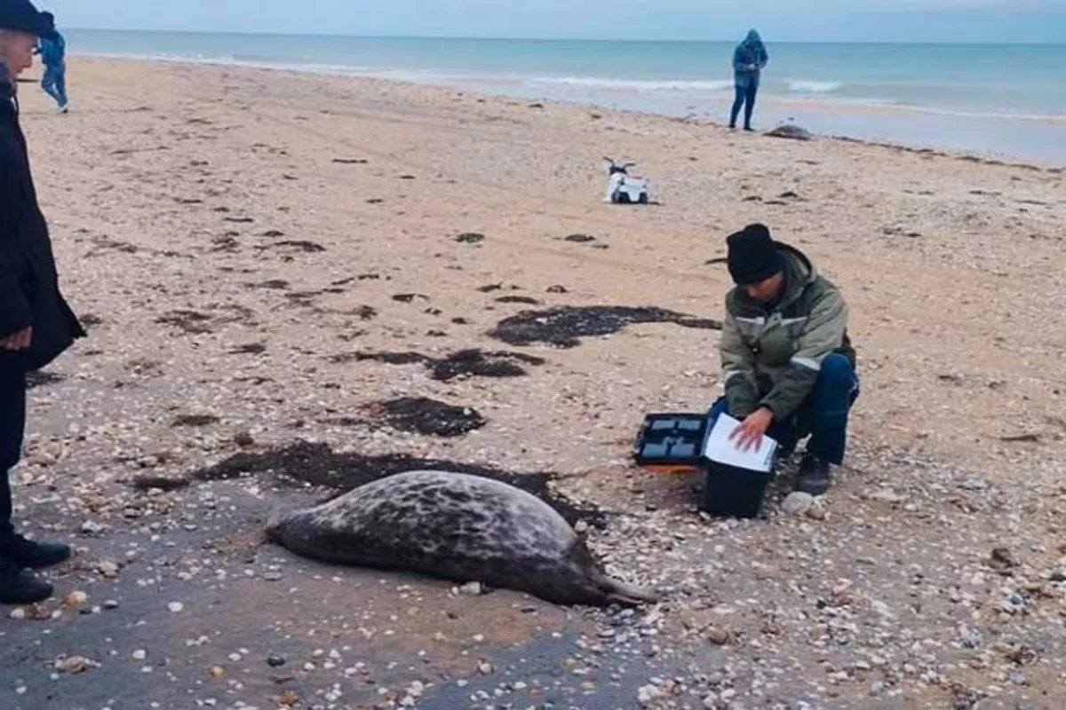 Environmental Concerns Grow After New Seal Deaths in Kazakhstan