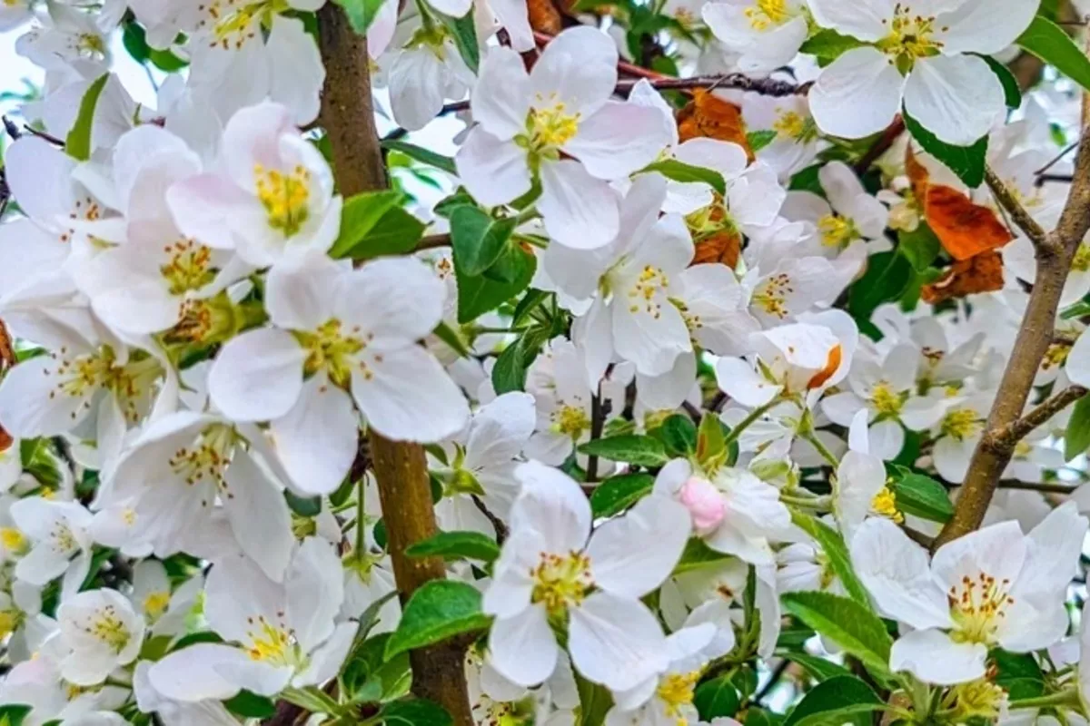 Kazakhstan's Almaty Transforms Into Blooming Spring Paradise - VIDEO