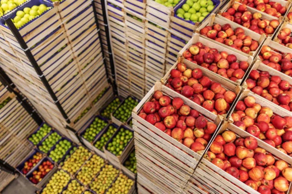Uzbekistan’s Fruit and Vegetable Exports Reach $1.5 Billion This Year