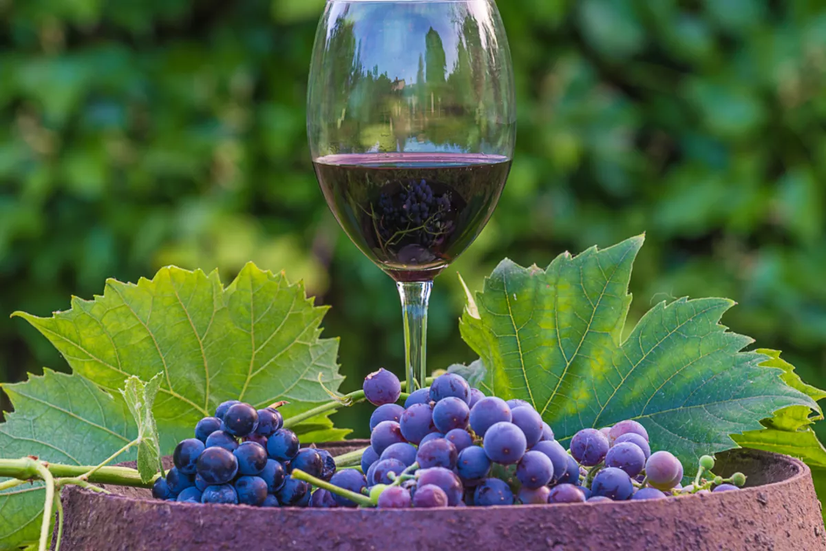 Armenian Wine Debuts in Belgium Under New Private Label Brand - VIDEO