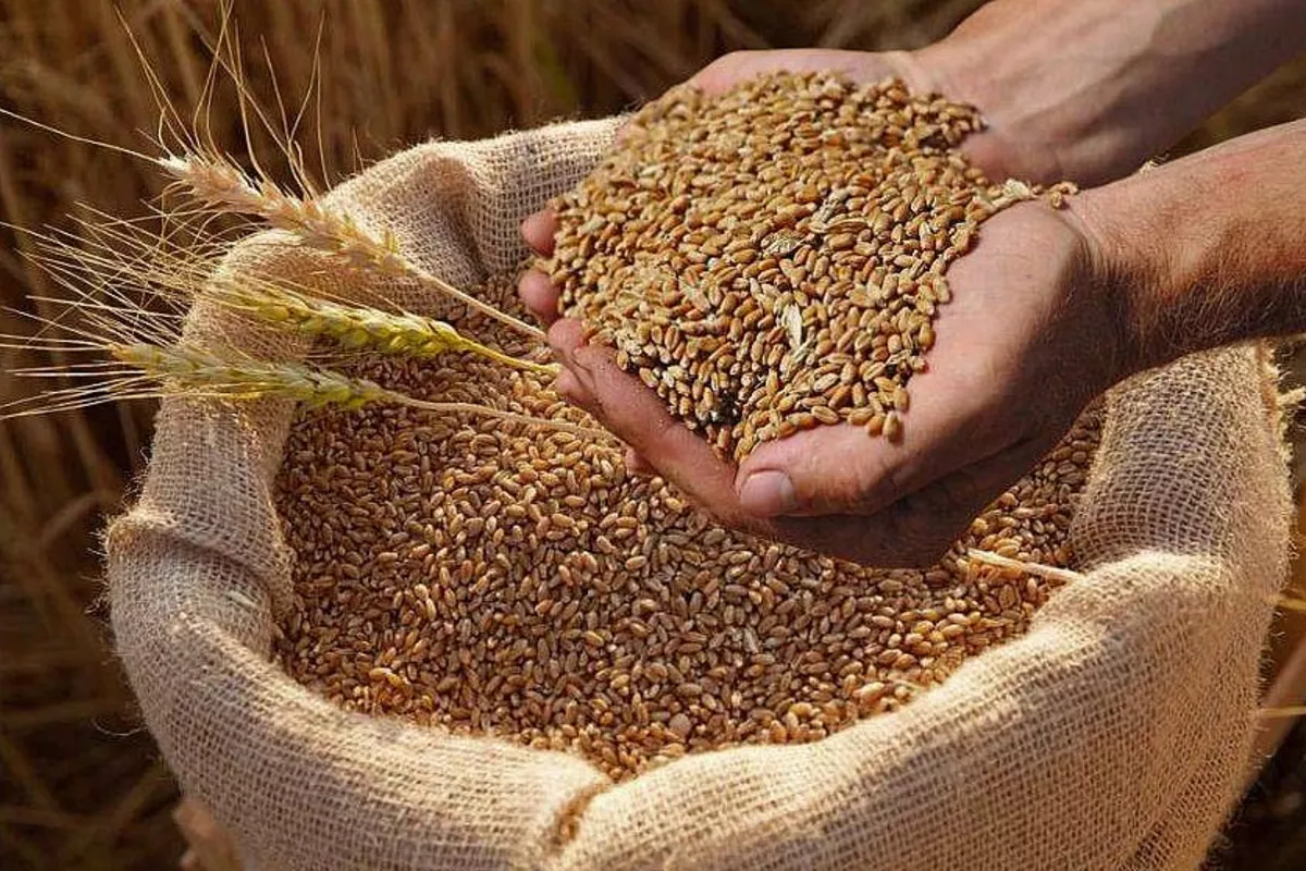 Georgia's Wheat Culture Set to Gain UNESCO Heritage Status