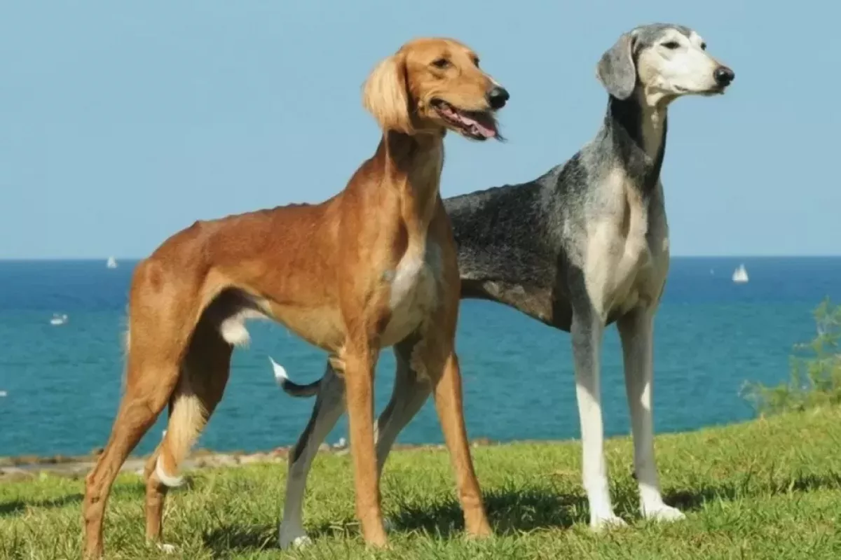 Kazakhstan Launches New Holiday Honoring National Dog Breeds