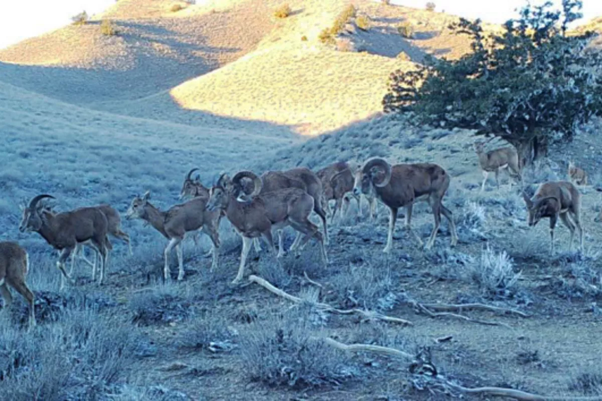 Endangered Wild Goat Thrives in Eastern Turkmenistan