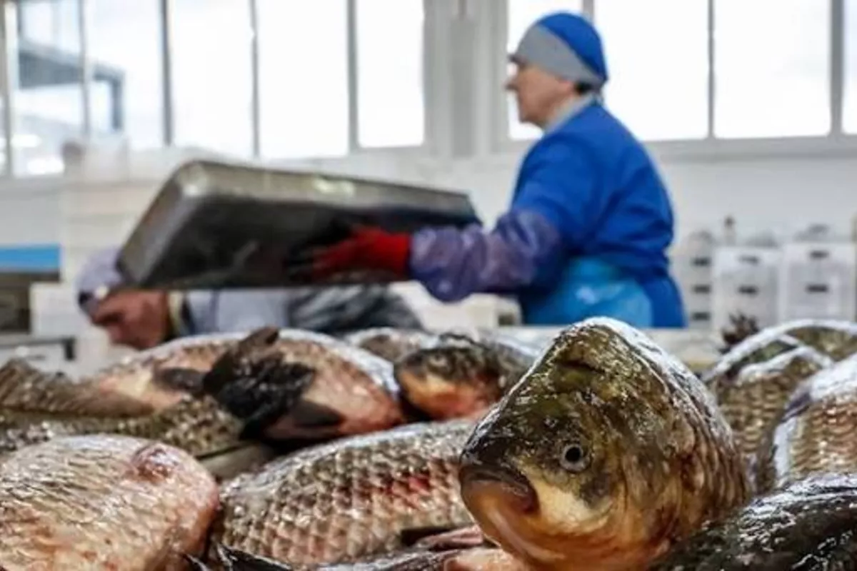 Armenia Turns to Georgia for Fish Exports as Russia Tightens Import Curbs