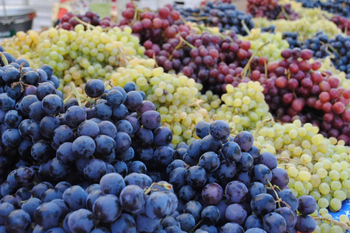 Georgian PM Warns of Significant Drop in Grape Harvest