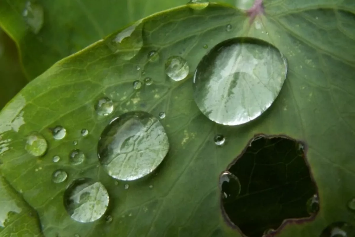 Acid Rain from Iran May Hit Kyrgyzstan Amid Middle East Conflict