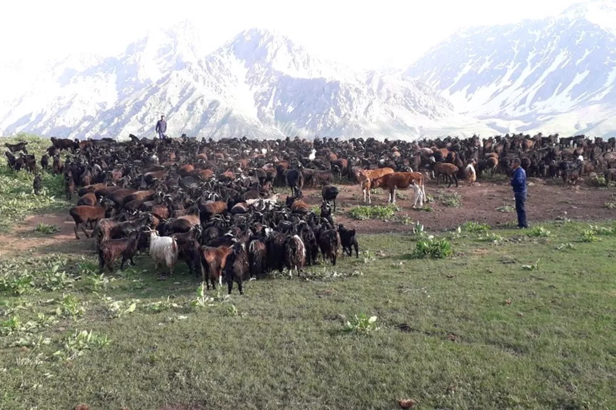 UN Report Sounds Alarm as Tajikistan’s Grazing Lands Face Widespread Degradation