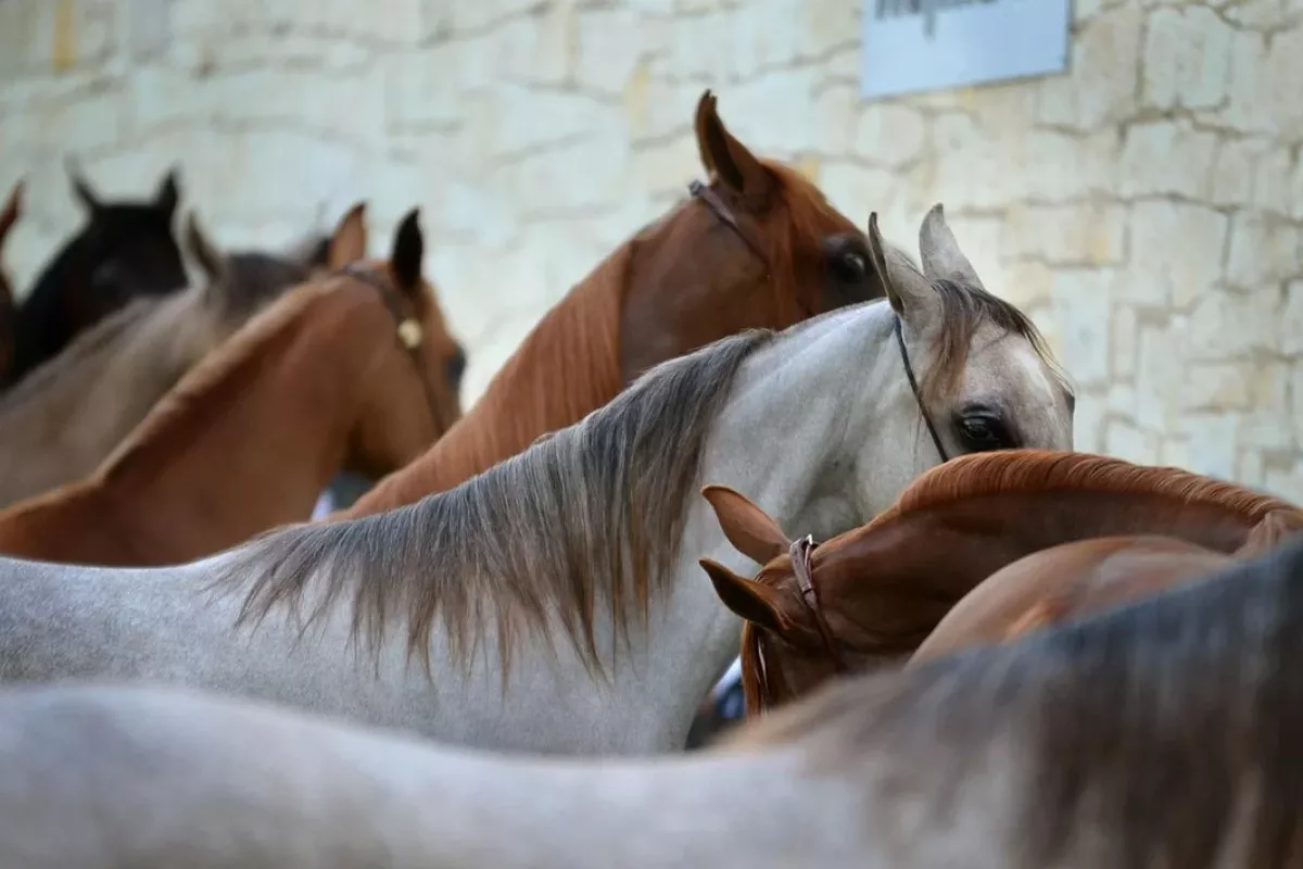 Kazakhstan Dismantles Cattle Theft Gangs in Almaty
