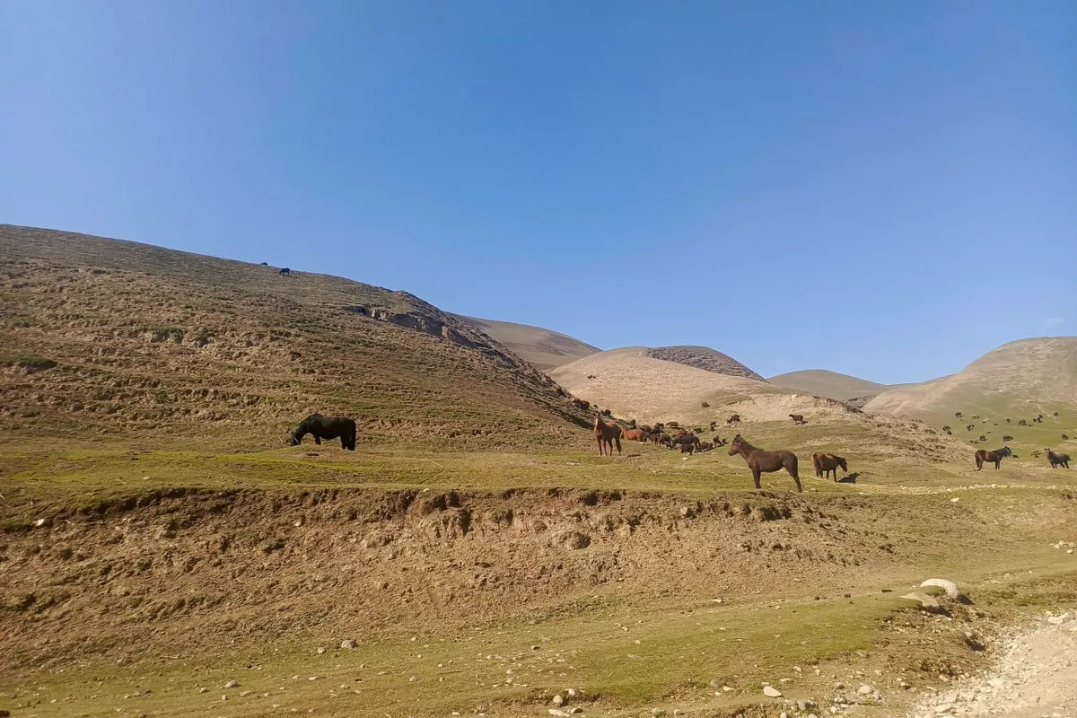 Warm Winter in Tajikistan Brings Big Risks for Farmers