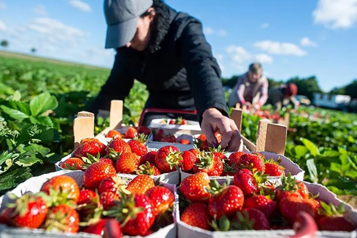 IOM Alerts Tajik Workers to Fake UK Job Schemes