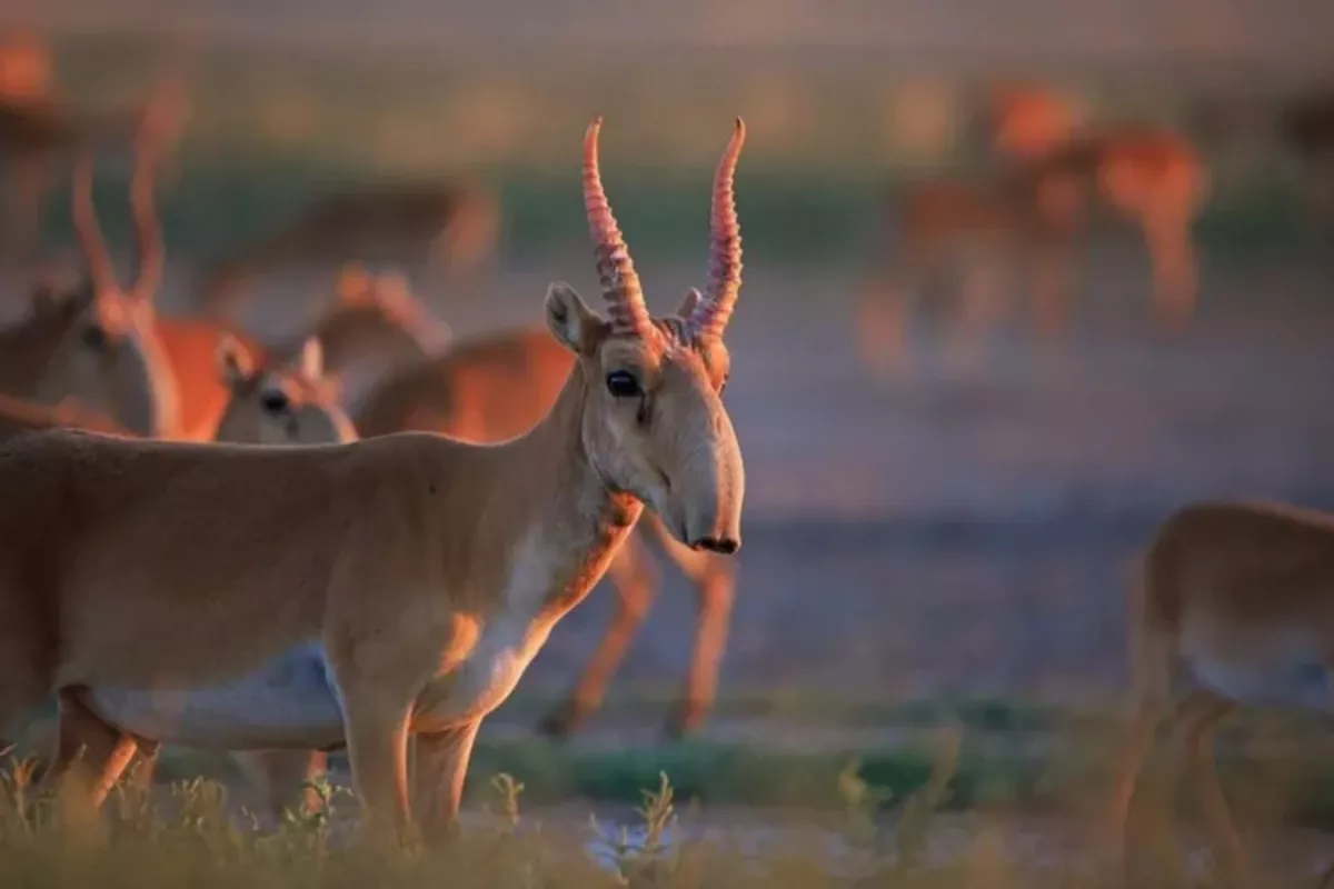 Kazakhstan Launches Digital Tracking System for Saiga Horns to Curb Illegal Trade
