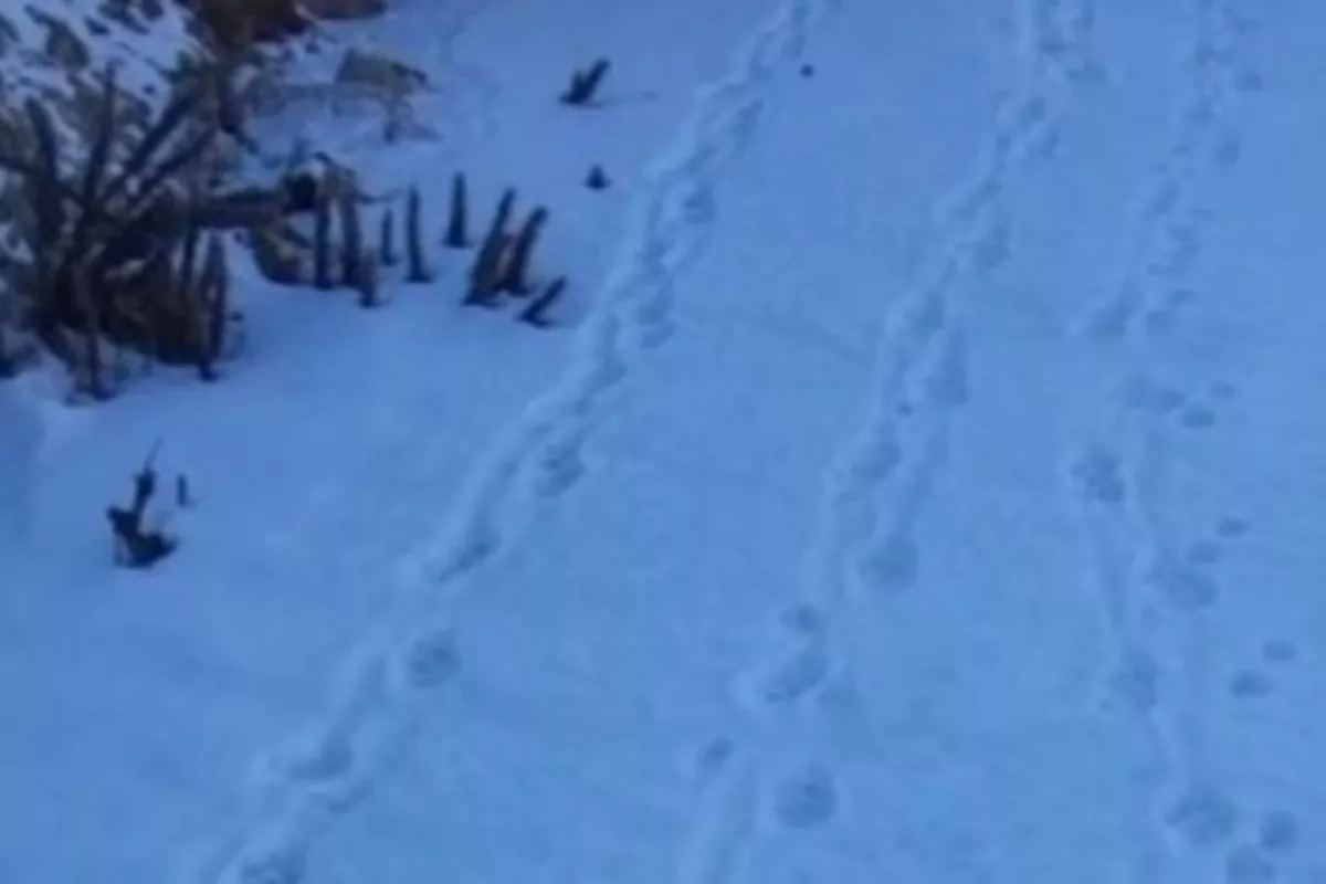 Kazakh Kolsay Lakes Park Inspectors Snap Rare Snow Leopard