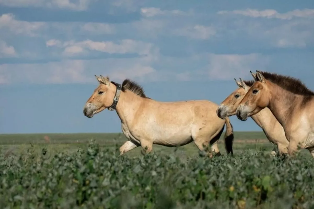Kazakhstan Marks Conservation Milestone With Release of Five Wild Horses