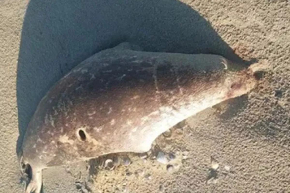 Mass Seal Die-Off Alarms Kazakhstan’s Part of Caspian Sea