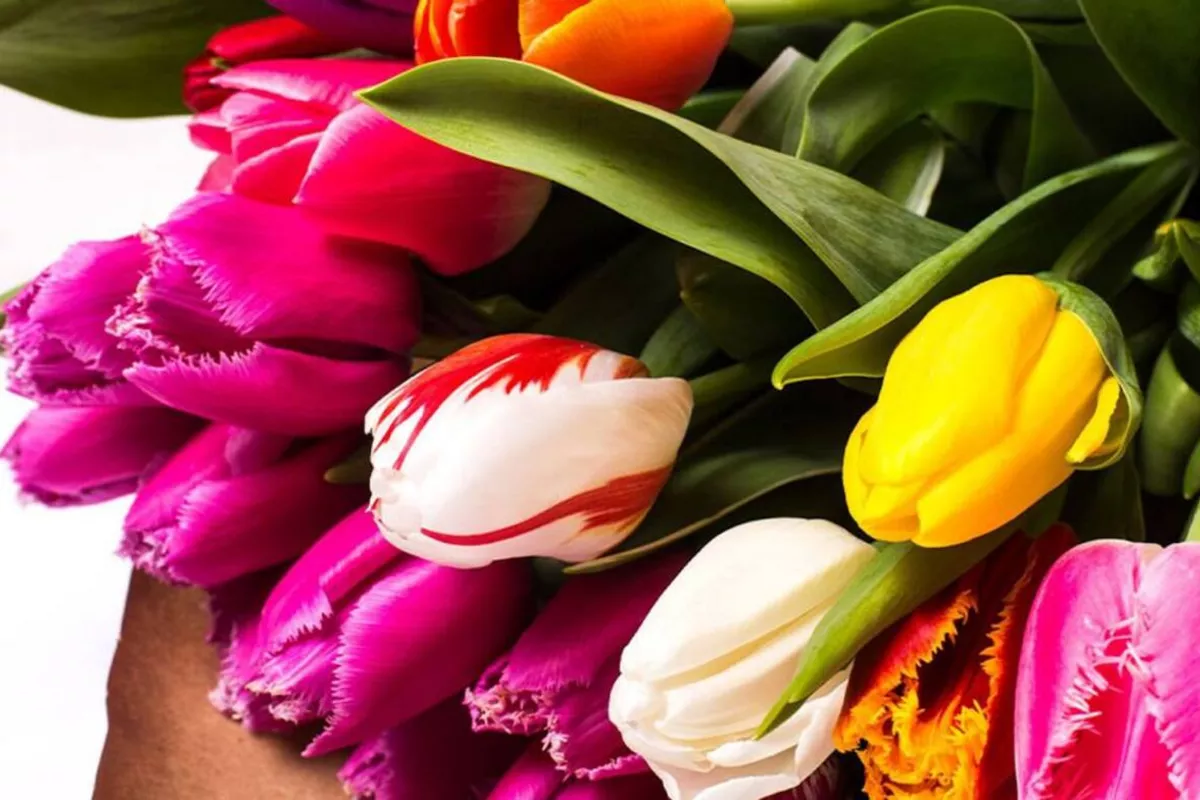 Armenian Flowers Bloom in Ukraine’s Market: What’s Behind Shift