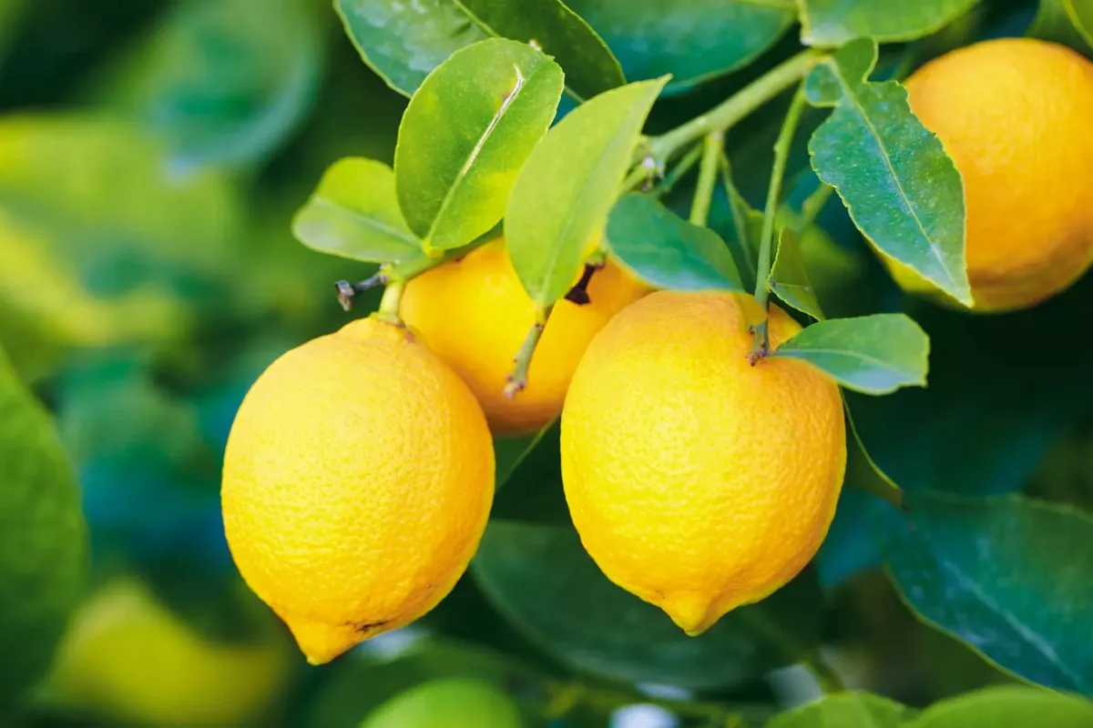 Uzbekistan’s Lemon Exports Surge in First Half of 2025
