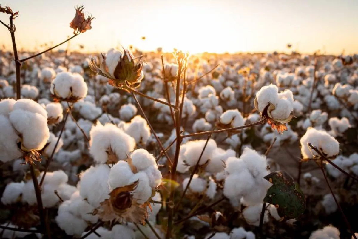 Kyrgyzstan Boosts Cotton Exports to China, Russia, and Türkiye